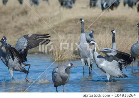 Common cranes fighting in a lagoon. 104916264