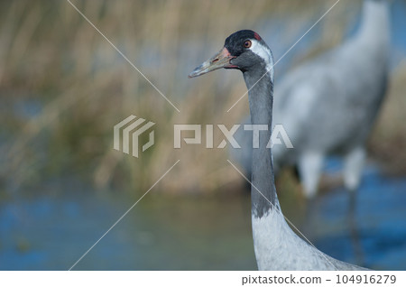 Common crane. 104916279