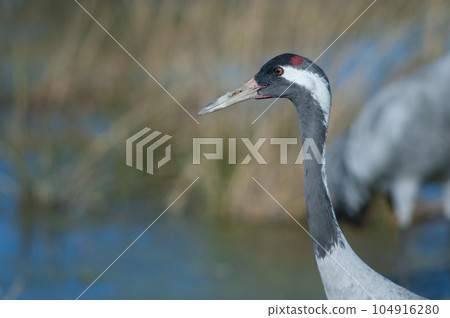 Common crane. Common crane. 104916280