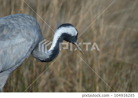 Common crane. Common crane. 104916285
