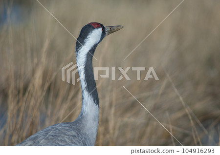 Common crane. Common crane. 104916293