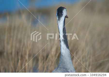 Back view of a common crane. Back view of a common crane. 104916294