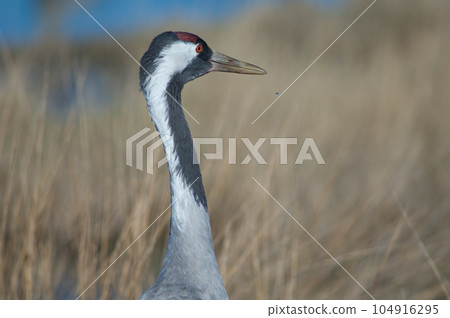 Common crane. Common crane. 104916295