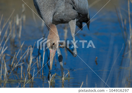 Juvenile common crane scratching. Juvenile common crane scratching. 104916297