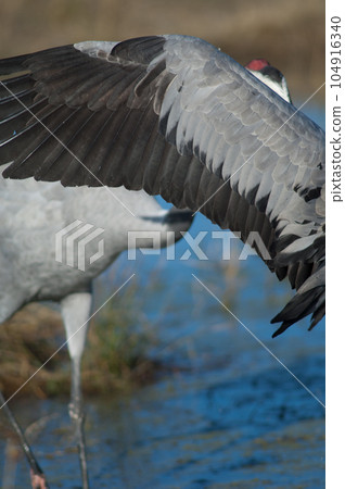 Wing of a common crane. 104916340