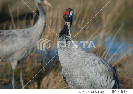 Common crane preening. 104916421