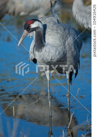 Common crane in a lagoon. Common crane in a lagoon. 104916426