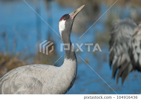 Common crane drinking water. Common crane drinking water. 104916436