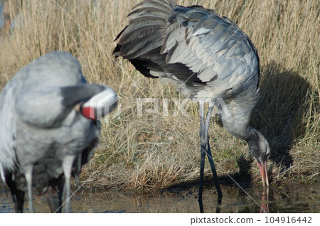 Juvenile common crane searching for food. Juvenile common crane searching for food. 104916442