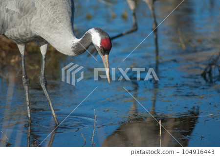 Common crane. Common crane. 104916443
