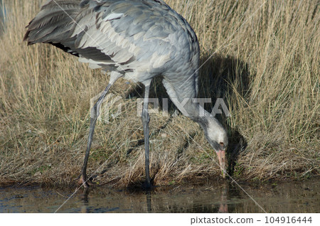 Juvenile common crane searching for food. Juvenile common crane searching for food. 104916444