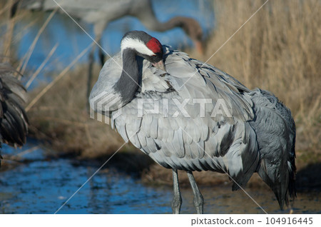 Common crane preening. Common crane preening. 104916445