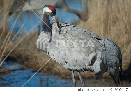 Common crane preening. 104916447
