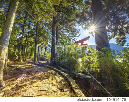 The approach to Hakone Shrine illuminated by the morning sun / Hakone, Japan 104916476