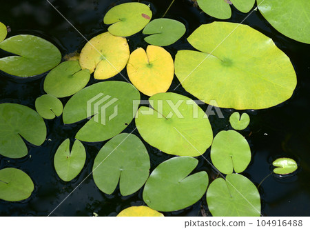 睡蓮葉圖案 睡蓮葉圖案 104916488