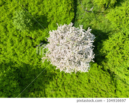 Landscape Mecklenburg Lake District, Mecklenburg-West Pomerania, Germany 104916697