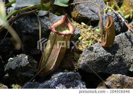 Nepenthes · Bicalcalata Nepenthes · Bicalcalata 104916846