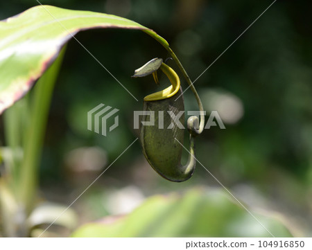 Nepenthes · Bicalcalata Nepenthes · Bicalcalata 104916850