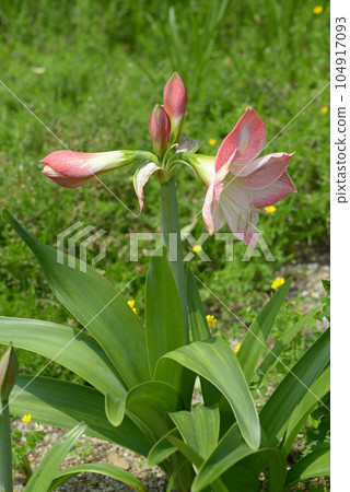 Amaryllis Amaryllis 104917093