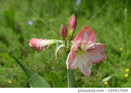 Amaryllis Amaryllis 104917094