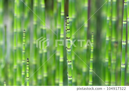 Toxa發芽 Toxa發芽 104917322