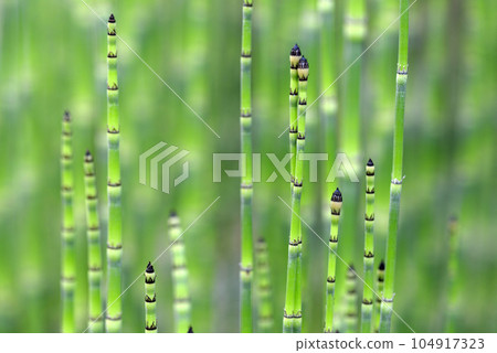 Toxa發芽 Toxa發芽 104917323