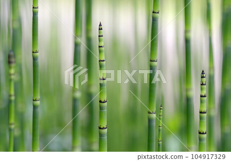 Toxa發芽 Toxa發芽 104917329