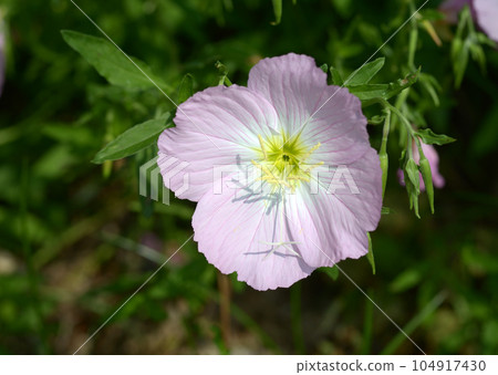 月見草桐 月見草桐 104917430