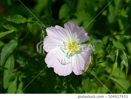 月見草桐 104917433