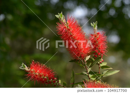 刷蟑螂 刷蟑螂 104917700