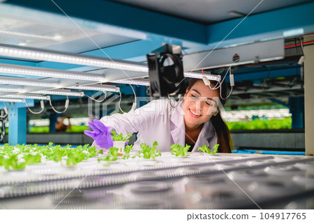 Biologist checking and recording growing of hydroponic vegetable 104917765