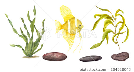 Set of marine green laminaria, yellow fish, underwater rocks. Composition of angelfish, algae isolated on white background. Watercolor illustration for design, cards, souvenirs, labels Set of marine green laminaria, yellow fish, underwater rocks. Composition of angelfish, algae isolated on white background. Watercolor illustration for design, cards, souvenirs, labels 104918043