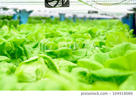 Researchers developing vegetable varieties at greenhouse agriculture 104918066