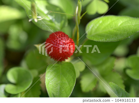 Yabu snake strawberry Yabu snake strawberry 104918133