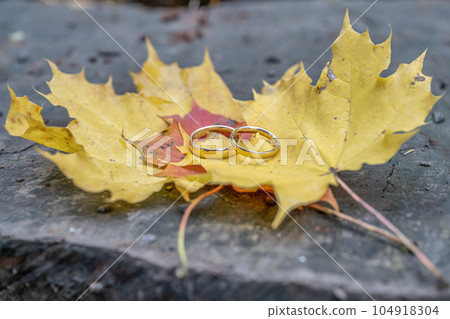 Autumn background golden wedding rings on green leaf on tree stump in autumn forest 104918304