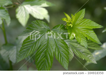 young leaves of kaji strawberry young leaves of kaji strawberry 104918350