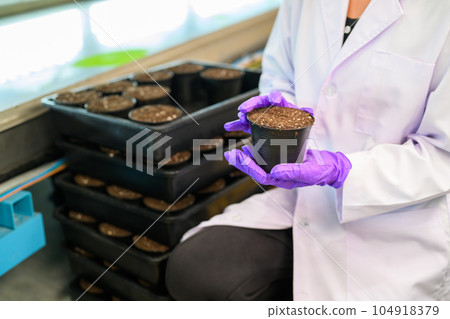 Researchers developing vegetable varieties at greenhouse agriculture 104918379