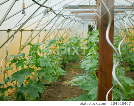 Cucumber Cucumis sativus english seedless bio green vegetable harvest farmer farming greenhouse folio European climbing vines creeping farm garden harvesting burpless long plant ripe leaves organic Cucumber Cucumis sativus english seedless bio green vegetable harvest farmer farming greenhouse folio European climbing vines creeping farm garden harvesting burpless long plant ripe leaves organic 104918467