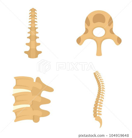 Spine orthopedic vertebra icons set. Flat illustration of 4 spine orthopedic vertebra vector icons isolated on white 104919648