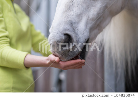 How presenting a horse. Care and relationship from animal lover. Small business Hispanic mid woman 104920074