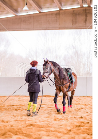 Dressage horse training on cord for equitation. Hispanic middle age woman on riding hall. 104920102