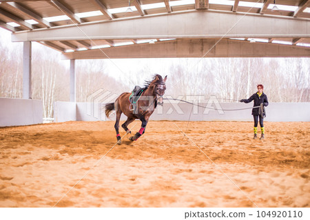 Dressage horse training on cord for equitation. Hispanic middle age woman on riding hall. 104920110