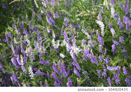 草紫藤，開藍紫色和白色的花 104920435