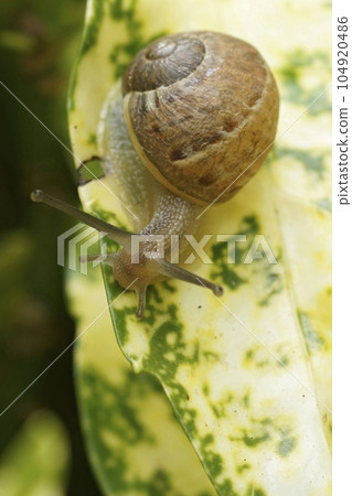 Vertical closeup on the common garden snail , garden snail, sitting on a yellow leaf Vertical closeup on the common garden snail , garden snail, sitting on a yellow leaf 104920486