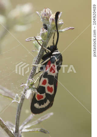 Closeup on the colorful red and blue metallic colored diurnal Provence burnet moth, Zygaena occitanica 104920489