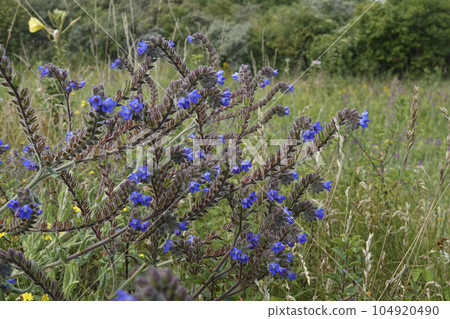 Colorful closeup on a common bugloss, nectar-plant , Anchusa officinalis in a meadow Colorful closeup on a common bugloss, nectar-plant , Anchusa officinalis in a meadow 104920490