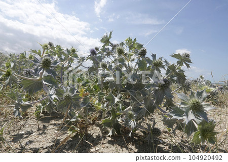 Low and wide angle closeup on the blue flowering Seaside eryngo, Eryngium maritimum 104920492