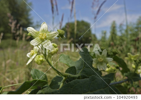 Wide angle closeup on a green flowering White bryony, Bryonia dioica, the host-plant for Andrena florea 104920493