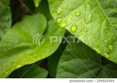 Jungle plant leaves with water drops, spring Jungle plant leaves with water drops, spring 104920564