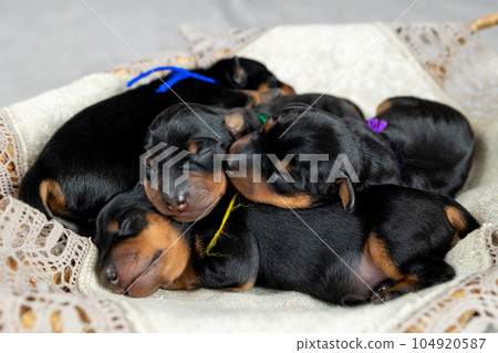 Newborn miniature pinscher puppies lie together in a wicker basket 104920587